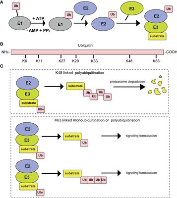 Progress on Poxvirus E3 Ubiquitin Ligases and Adaptor Proteins